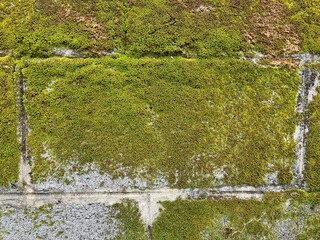 Moss Covered Bricks: A close-up view reveals a weathered brick wall partially covered in vibrant green moss, showcasing the natural textures and subtle beauty of organic growth. © Prapan
