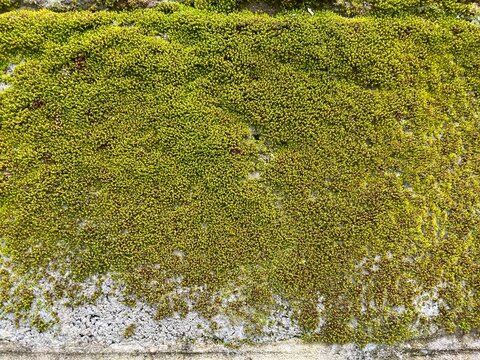 Mossy Stone Texture: A detailed close-up showcases the rich texture of vibrant green moss growing on a weathered stone surface, creating a natural, organic pattern.