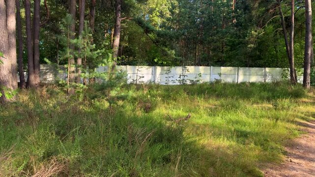 White concrete fence in pine forest with young trees and grass, boundary wall in wooded area, natural outdoor environment, property demarcation