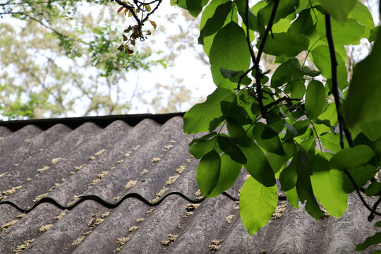 Old slate roof with green foliage