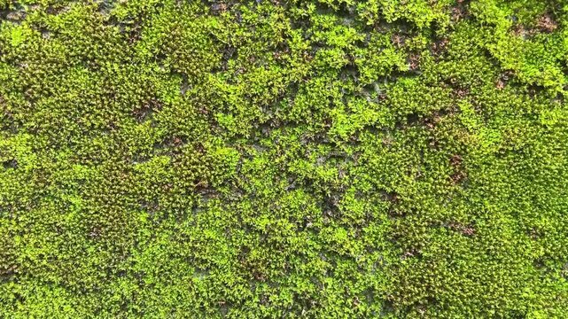 Moss Texture Close-up: A detailed close-up of vibrant green moss creating a rich, organic texture, highlighting the beauty of nature's subtle patterns.