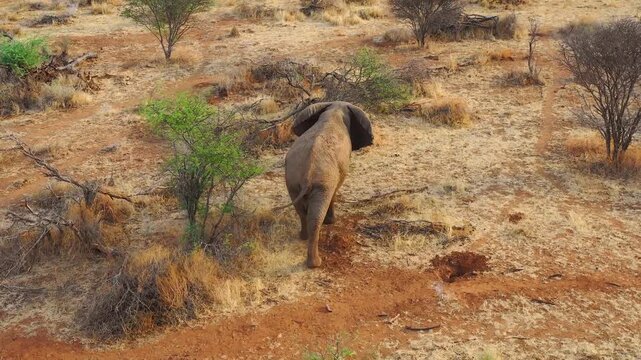 Lone african elephant walking through arid landscape in wilderness of south africa.