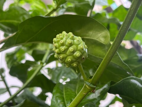 Noni Fruit on Branch: A close-up shot of a green, unripe noni fruit with a bumpy surface, hanging from its stem amidst lush green foliage.
