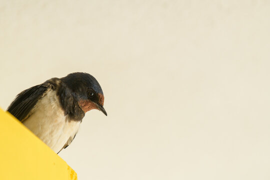 GOLONDRINA (Hirundo rustica)