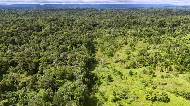 Flying over a huge  cleaning cut from Amazonian rainforest for cattle ranching  with untouched primary forrest surrounding it.  In Napo province, Ecuador.