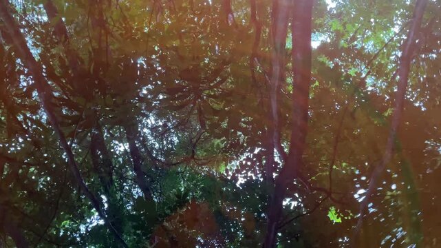 Sunlit Forest Canopy: Gaze upwards into the lush, verdant canopy of a dense forest, where sunlight filters through the leaves, casting a dappled glow and creating a sense of natural wonder.