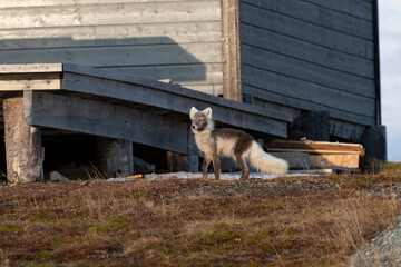 Fototapeta premium Renard polaire,