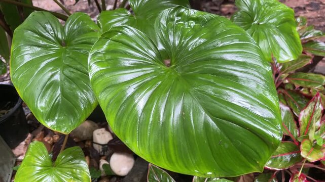 Lush Green Leaves: Close-up of large, vibrant green leaves with prominent veins, showcasing the intricate beauty of nature's foliage in a botanical setting.