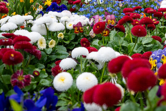 Colorful spring flower bed with double English daisies (Bellis perennis) in red and white