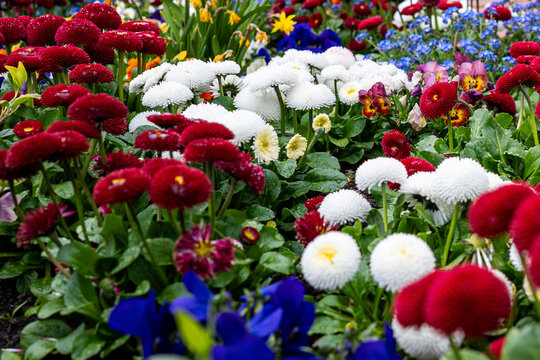 Colorful spring flower bed with double English daisies (Bellis perennis) in red and white
