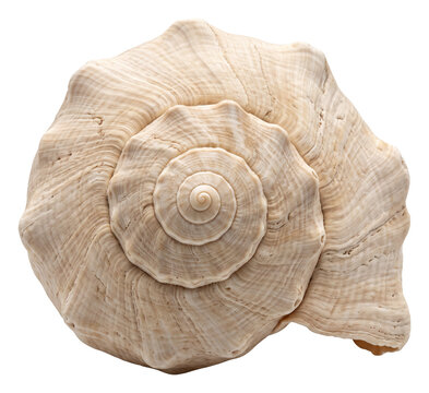 Large ridged spiral seashell with natural growth lines
