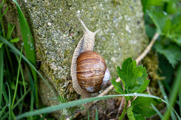 Close up of Roman snail (Helix pomatia) crawling on a mossy stone surrounded by green plants © Marcel