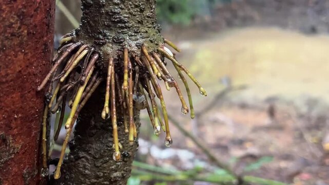 Aerial Root Detail: Close-up of a tree trunk showing prominent aerial roots, covered in dew drops, against a blurred background of muddy water and foliage.