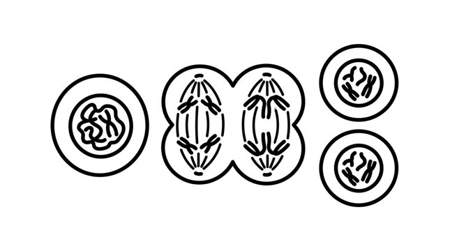 Cell Division Stages: Mitosis and Cytokinesis Isolated Illustration