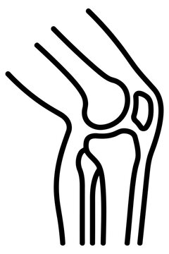 Knee joint anatomy outline icon human leg bone skeleton medical vector illustration