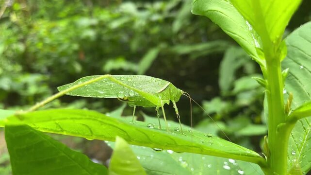 Leafhopper Camouflage: A vibrant green leafhopper, perfectly camouflaged against lush foliage, rests on a dew-kissed leaf, showcasing nature's intricate artistry.