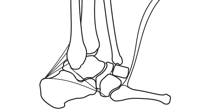 Anatomy of horse hoof white background.