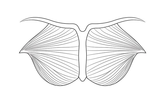 Anatomy of pectoral muscles white background.