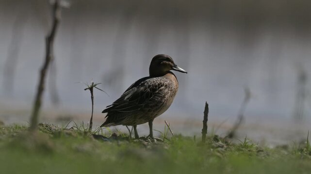 A Garganey (Spatula querquedula) resting on the shore of the wetland in the Tigris Valley, Diyarbakır. Professional raw video shot in the natural habitat in mov format.