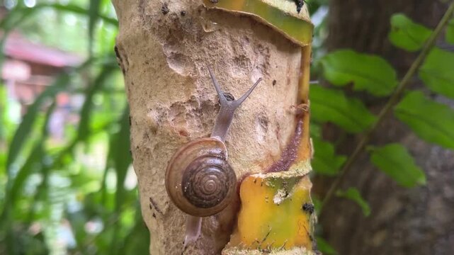 Snail on Tree Trunk: A small snail with a spiral shell slowly ascends a textured tree trunk, surrounded by lush green foliage, showcasing the quiet beauty of nature's smaller wonders.