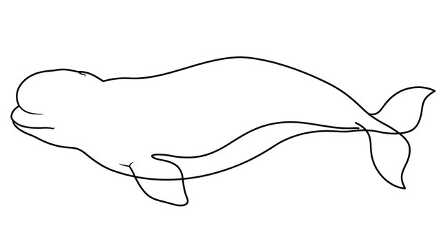 Beluga whale white background.