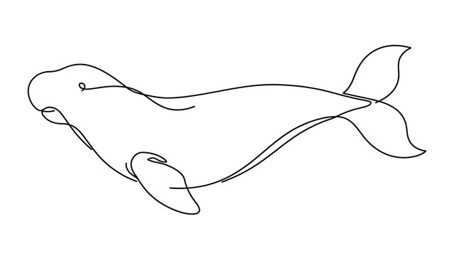 Beluga whale white background.