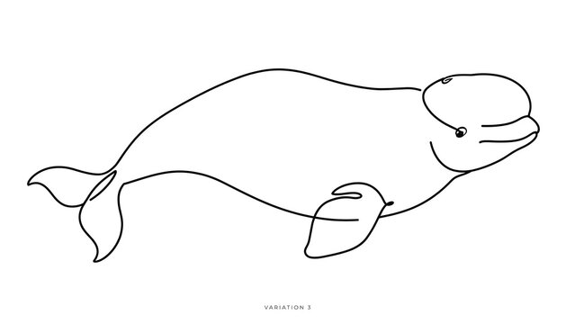Beluga whale white background.