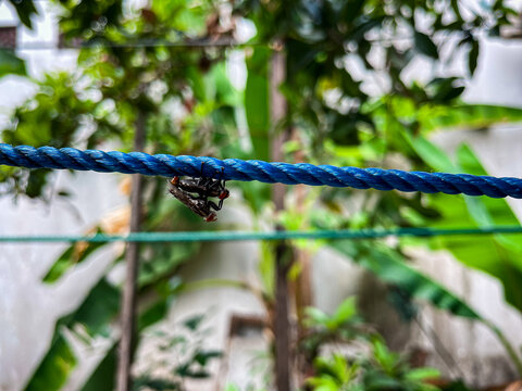 Blue rope stretches across green foliage. Two flies clings to the line, motionless. Background plants blur softly, creating depth. Natural outdoor scene, calm and quiet. Ideal for nature, ecology.