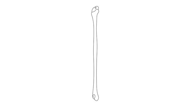 Bone white background anatomy skeleton.