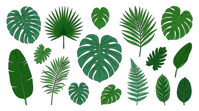 Assorted tropical palm leaves and monstera leaves in various shades of green for nature-themed designs.