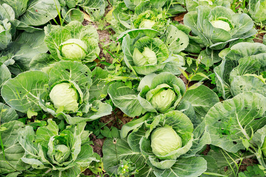 Farm with cabbage planted in the fields.