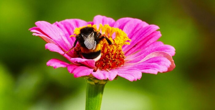 Bumblebee collecting pollen on a big pink flower in the meadow, insect and flowers wildlife background