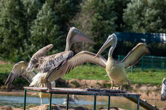 A pair of pelicans with open wings are fighting for a place in the sun on a bright sunny day. Animals, birds, ornithology, ecology.