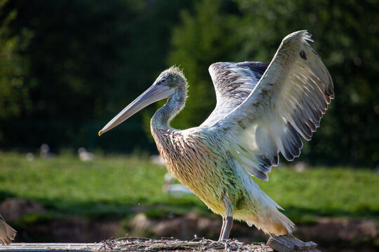 A pelican with open wings against a background of green trees on a bright sunny day. Ani-mals, birds, ornithology, ecology.
