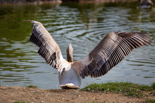 Pelican with open wings on the background of water on a bright sunny day. Animals, birds, ornithology, ecology.