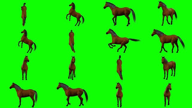 Energetic 3D brown horse bucking fiercely and kicking hooves backward isolated on green screen chroma key background for dramatic battle shots, action cinema sequencing and game simulations.