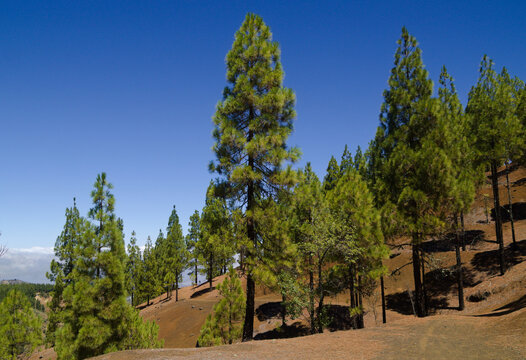 Gran Canaria, hiking route between Cruz de Tejeda and San Mateo, view of Canary Island pine forest reforestation efforts
