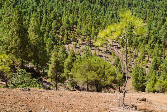 Gran Canaria, hiking route between Cruz de Tejeda and San Mateo, view of Canary Island pine forest reforestation efforts
