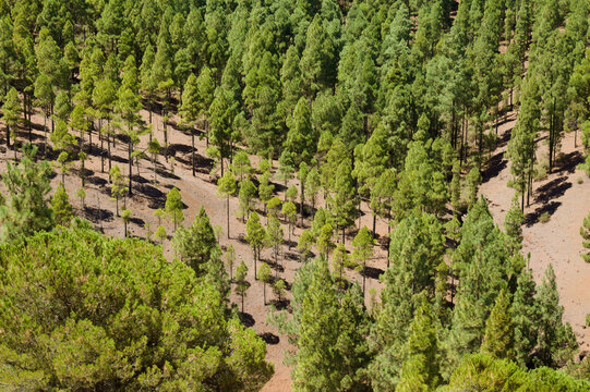 Gran Canaria, hiking route between Cruz de Tejeda and San Mateo, view of Canary Island pine forest reforestation efforts
