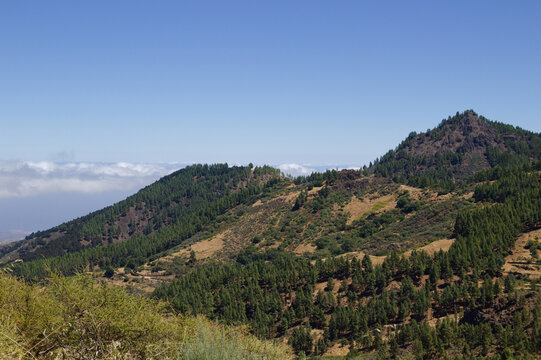 Gran Canaria, hiking route between Cruz de Tejeda and San Mateo, view of Canary Island pine forest reforestation efforts

