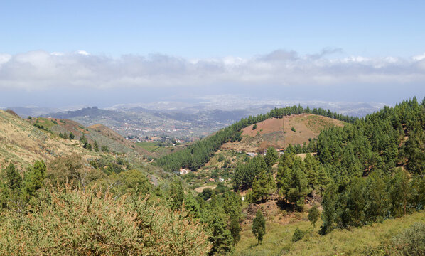 Gran Canaria, hiking route between Cruz de Tejeda and San Mateo, view of Canary Island pine forest reforestation efforts
