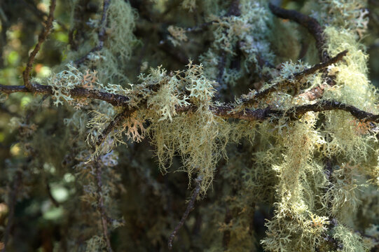 Biota of Gran Canaria - Pale Green Fruticose Lichen and Beard Moss on Tree Branch
