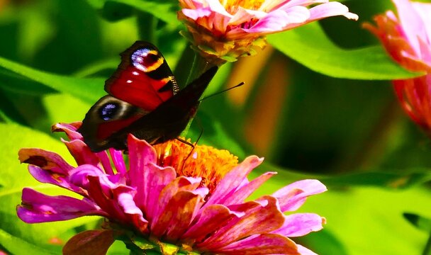Butterfly spread wings on a big pink flower in the meadow, colorful butterfly and flower background