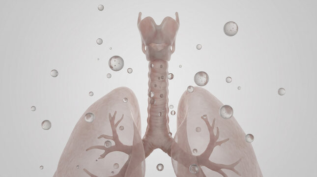 3D Medical Illustration of Human Respiratory System and Lungs