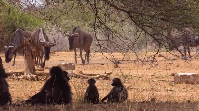 A group of baboons rests under a tree while several blue wildebeest gather at a watering hole in a dry, dusty landscape.