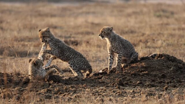  Cheetah cubs playing in a rhino midden