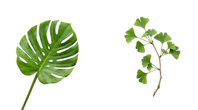 Bright Green Monstera Leaf and Ginkgo Biloba Branch Isolated on Black Background, isolated on transparent background