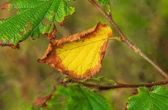 Vibrant autumn hazel leaf with brown curling edges