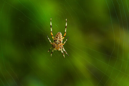 European garden spider waiting in the center of its web