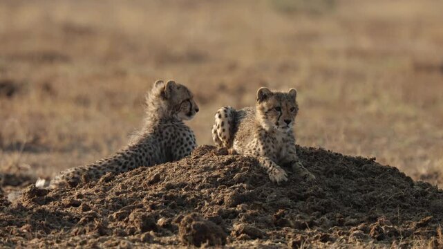  Cheetah cubs resting on top of a rhino midden in the golden hour
